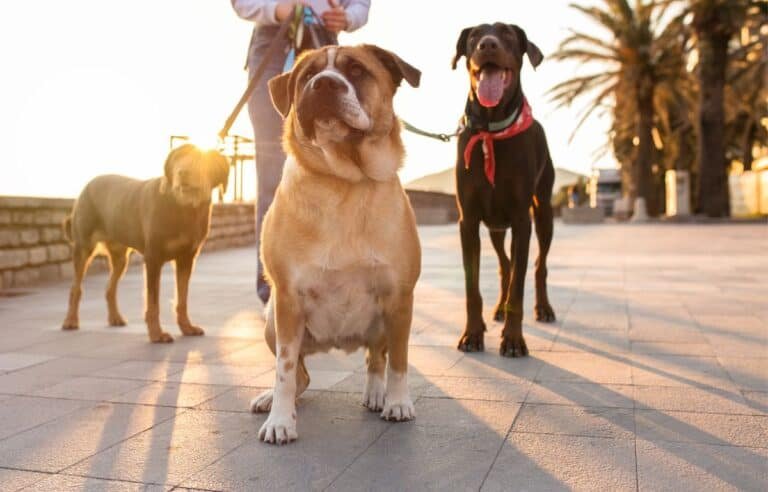 How to Become a Dog Walker (The No-Experience Guide)